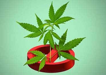 ワシントンD.C.、大麻取り締まり強化で50軒目の違法大麻販売店を閉鎖