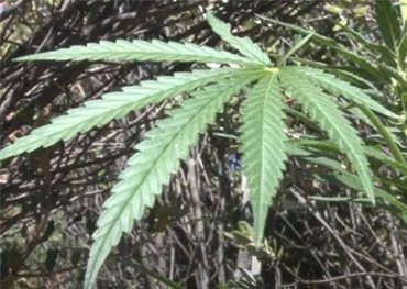 カリフォルニア州、サンディエゴの9,000本以上の植物を含む3億5,300万ドル相当の大麻を押収