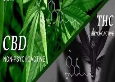 米国のFDAは、過去50年間の大麻に関する研究をレビューし、大麻誘導体とCBDに関する今後の研究を再調査し、評価しました。
    